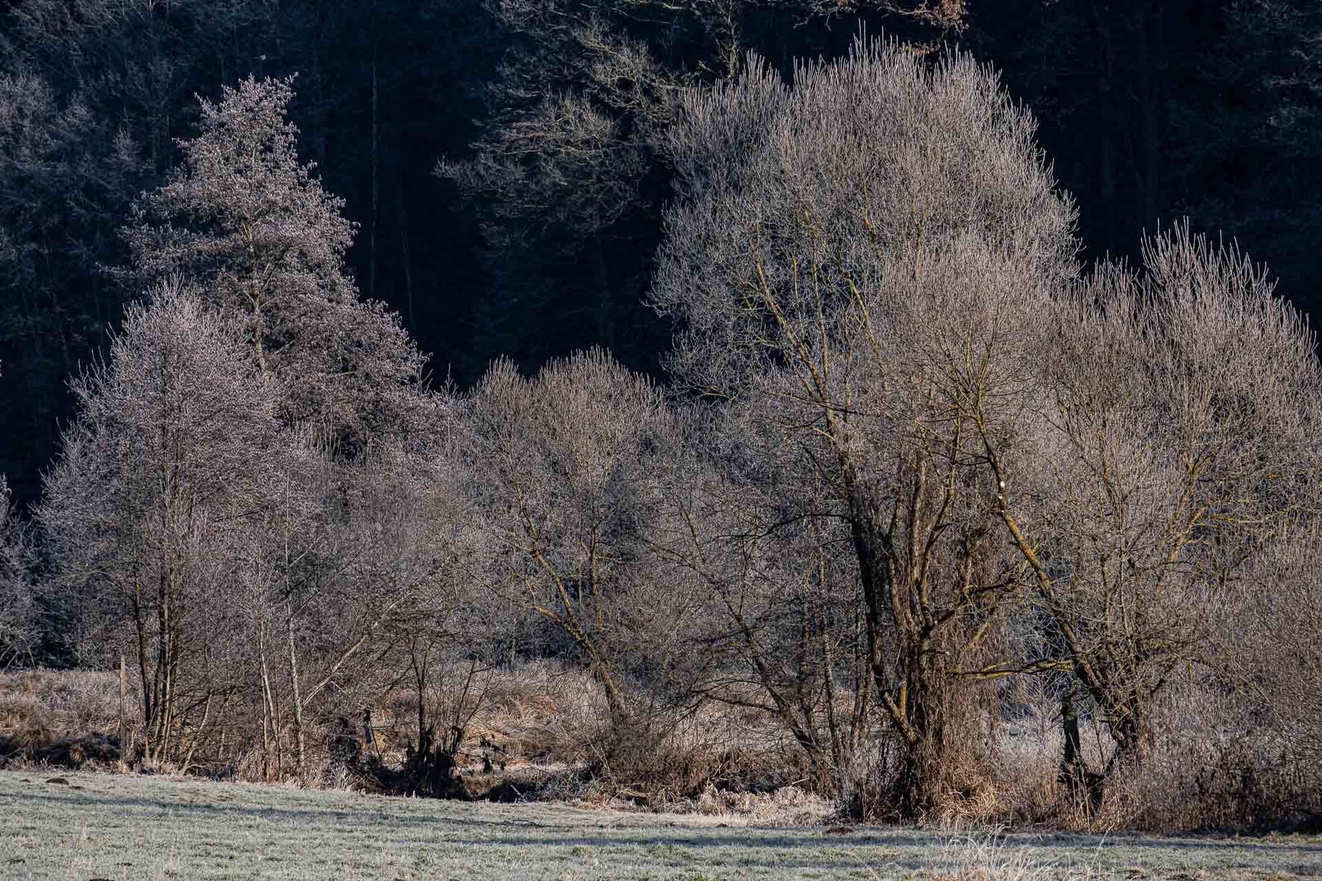 Rauhreif auf den Bäumen