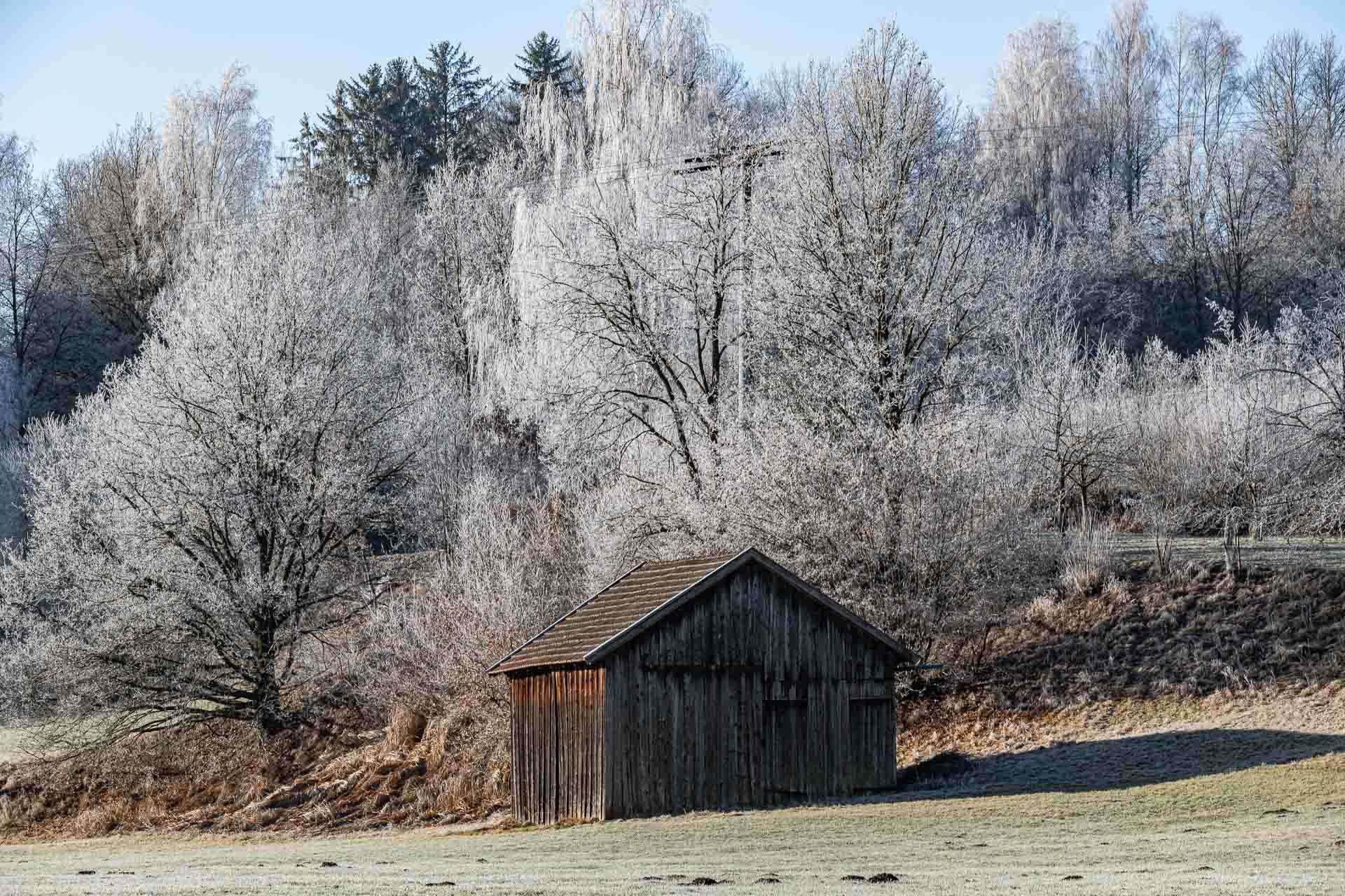 Holzschuppen vor kleinem Wäldchen