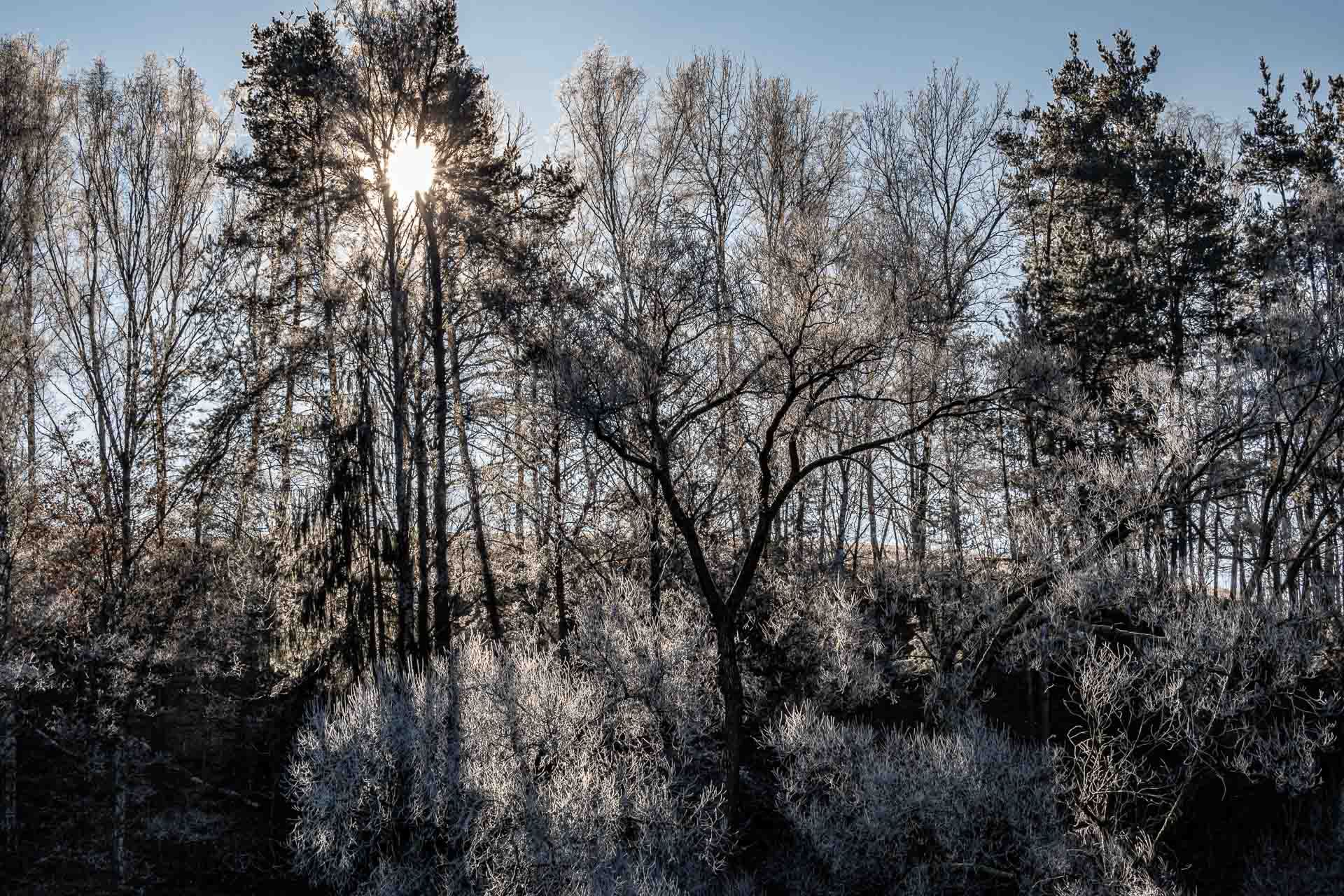Sonnenstrahlen durch den Wald