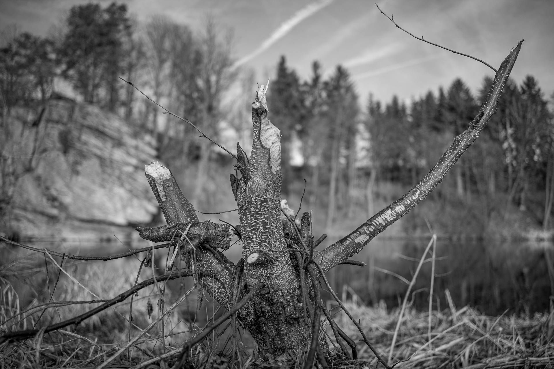 vom Biber abgenagte Äste