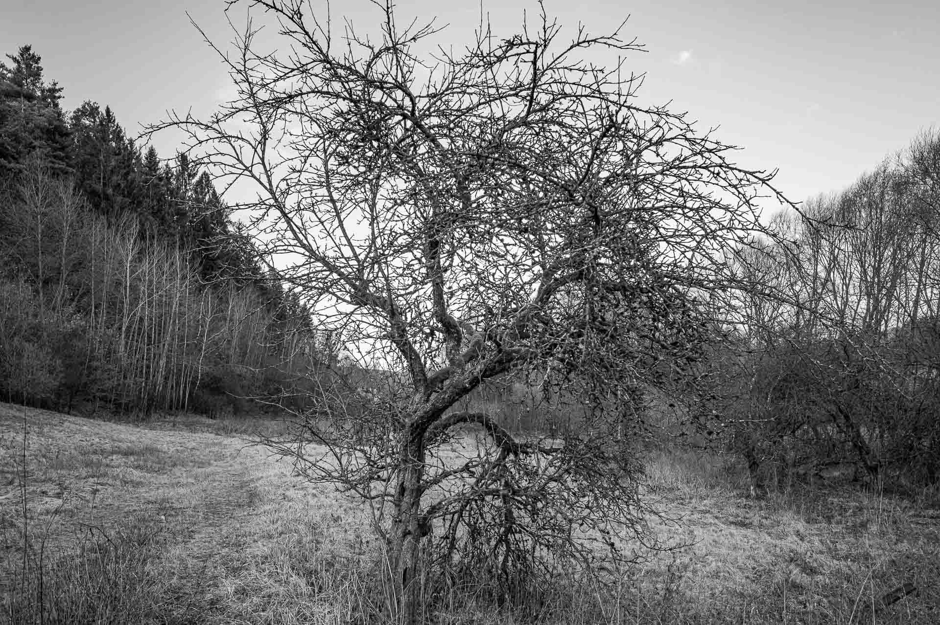 knorriger  kahler Obstbaum 