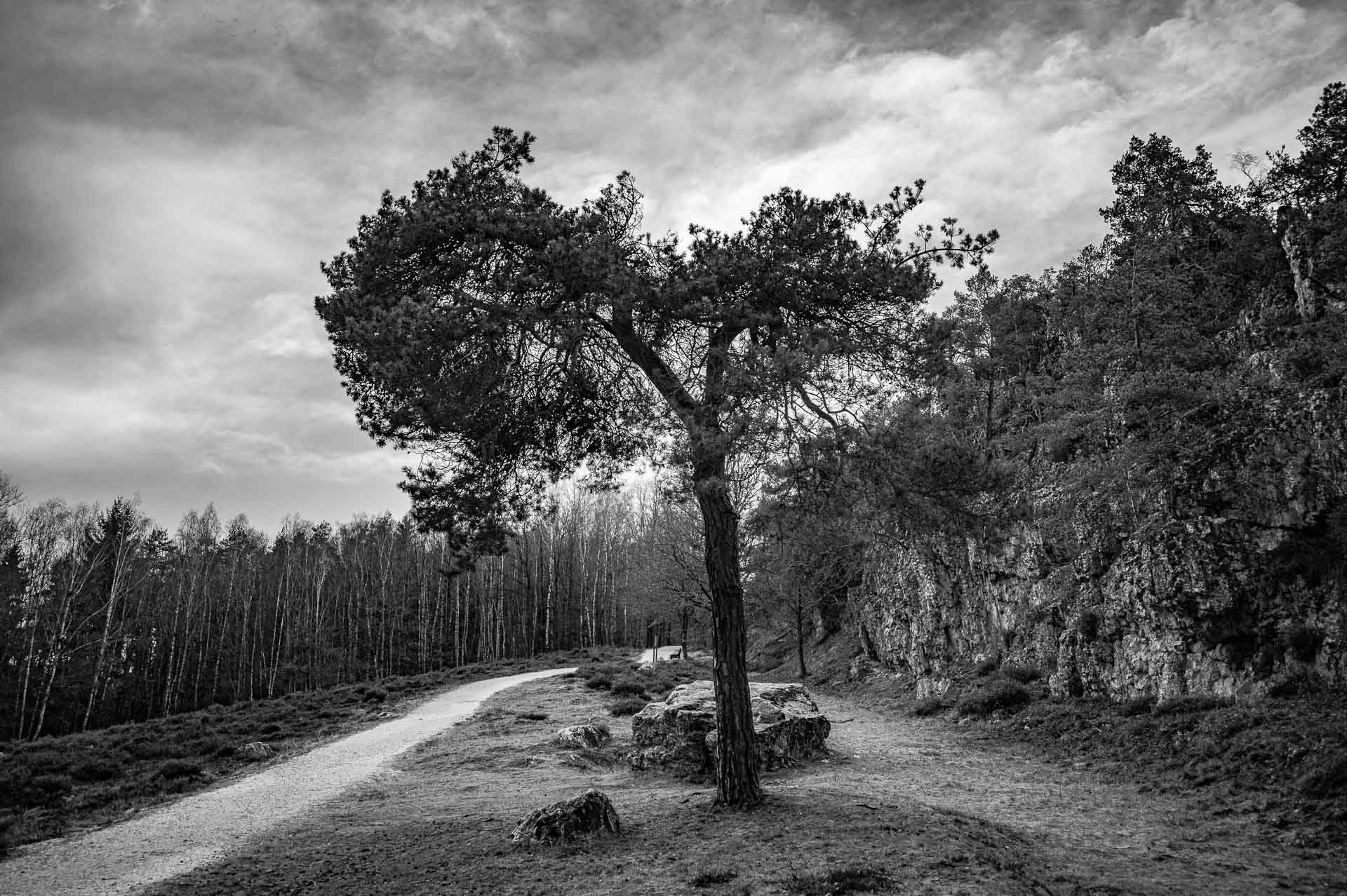 Wanderweg entlang des Großen Pfahl mit einer Pfahlkiefer in der Mitte